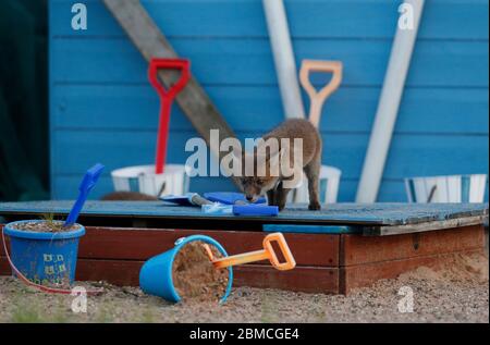 Loughborough, Leicestershire, Regno Unito. 8 maggio 2020. Un cucciolo di volpe esplora un'assegnazione a tema mare al crepuscolo. Credit Darren Staples/Alamy Live News. Foto Stock