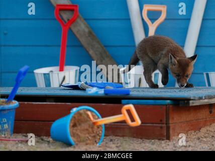 Loughborough, Leicestershire, Regno Unito. 8 maggio 2020. Un cucciolo di volpe esplora un'assegnazione a tema mare al crepuscolo. Credit Darren Staples/Alamy Live News. Foto Stock