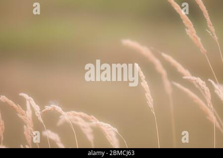 Grano nel vento Foto Stock