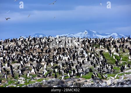 Un ruggito di cormorani imperiali su un'isola nel canale di Beagle vicino a Ushuaia, Argentina Foto Stock