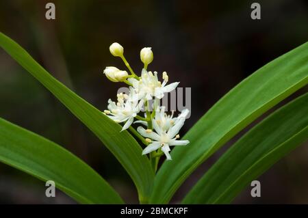 Il Sigillo di Salomone fiorito a stelle, lo stellatum di Maianthemum, la Valle di Bow, Alberta, Canada Foto Stock