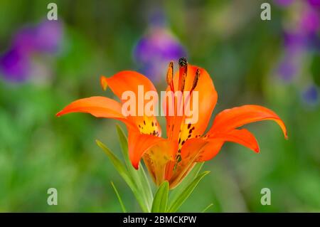 Giglio di legno, (Lilium philadelphicum), Bow Valley Provincial Park, Alberta, Canada Foto Stock