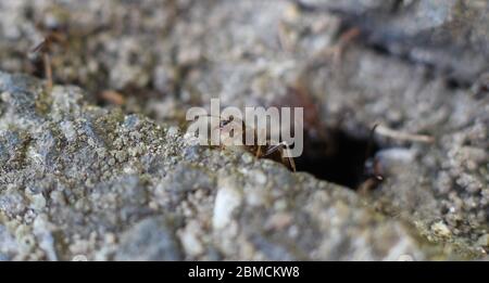 Chiudi ANT Foto Stock