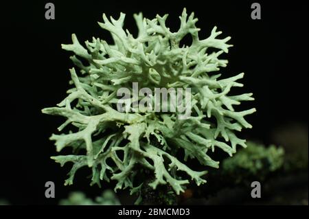 Licheni di Fruticose. Primo piano centrato di licheni simili a corallo in ambiente naturale. Foto Stock