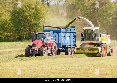 Coltivatore che raccoglie erba per insilamento nella campagna del Cheshire, con un trattore rosso Massey Ferguson 7624 e una trebbiatrice Claas Jaguar 840 Foto Stock