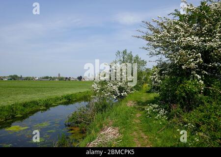 Piccolo sentiero, Tiendweg, a Groene Hart, Olanda Foto Stock