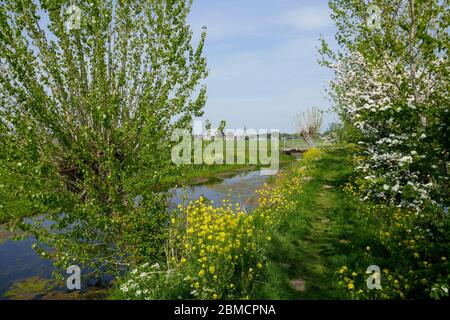 Piccolo sentiero, Tiendweg, a Groene Hart, Olanda Foto Stock