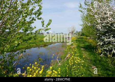 Piccolo sentiero, Tiendweg, a Groene Hart, Olanda Foto Stock