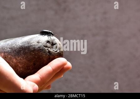 Piccolo coleottero nero seduto sopra una roccia sopra una vista laterale della mano Foto Stock