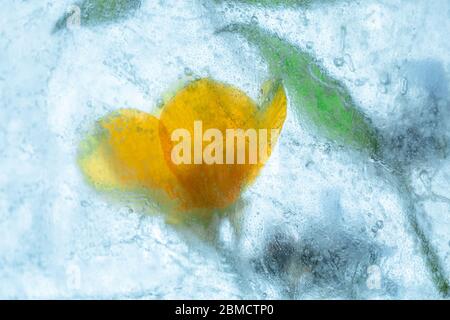 Frozen giallo wildflower in blocco di ghiaccio - macro creativo sfondo floreale Foto Stock