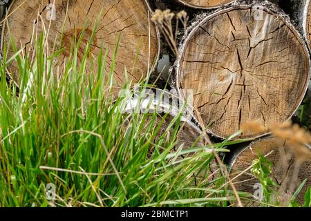 Vista delle estremità di tronchi di betulla segati che giacciono uno sopra l'altro dietro lame verdi di erba. L'albero è raccolto come legna da ardere. Contrasto di legno morto Foto Stock