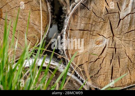 Vista delle estremità di tronchi di betulla segati che giacciono uno sopra l'altro dietro lame verdi di erba. L'albero è raccolto come legna da ardere. Contrasto di legno morto Foto Stock