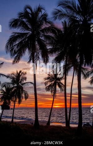 Palme da cocco silhoueted in un tramonto fiaccoso al Resort Anjajavy, Madagascar. Foto Stock