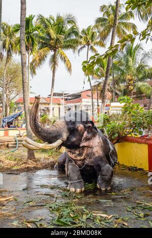 Uomini non identificati lavaggio elefante tempio a Cochin, Kerala, India Foto Stock