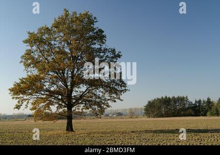 Albero solitario in piedi sul campo. Paesaggio polacco. Einsamer Baum, der auf dem Feld steht. Polnische Landschaft. Samotne drzewo. 站立在領域的偏僻的樹。 波蘭的風景。 Foto Stock