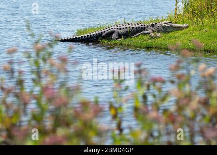 Florida, Stati Uniti. 8 maggio 2020. Un alligatore si crogiola al sole in un'area di trattamento delle acque piovane. La stagione di accoppiamento degli alligatori sarà a maggio e giugno. Credit: Greg Lovett/ZUMA Wire/Alamy Live News Foto Stock