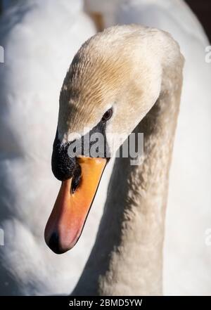 Mute Swan (Cygnus olor) ritratto, fiume Weaver, Cheshire, Inghilterra, Regno Unito Foto Stock