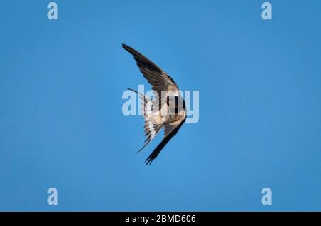 Swallow (Hirundo rustica) in volo, vale Royal Locks, Cheshire, Inghilterra, Regno Unito Foto Stock