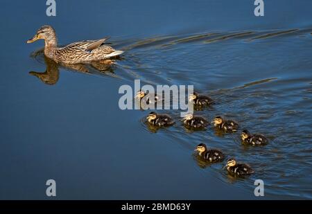 Femmina Mallard (Anas platyrhynchos) con Ducklings sul fiume Weaver, Cheshire, Inghilterra, Regno Unito Foto Stock