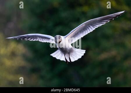 Gabbiano a testa nera (Chromicocephalus ridibundus) in estate precipitò in volo, Cheshire, Inghilterra, UK Foto Stock