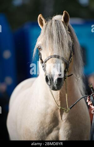 Un colpo di testa di una crema gallese di pony foal in una barbottina di volpe Foto Stock