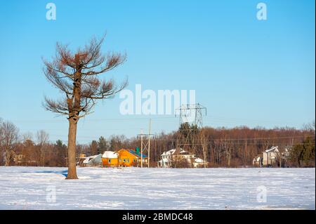 Lone albero in campo innevato Foto Stock