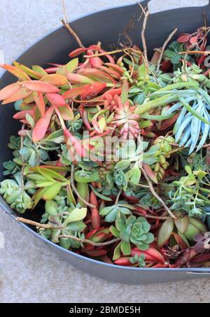 Misto di diverse varietà di piante succulente talee pronto per la propagazione Foto Stock