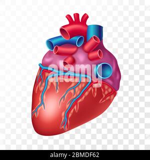 Cuore umano realistico, isolato su sfondo trasparente. Organo interno del sistema cardiovascolare rappresentazione vettoriale realistica Illustrazione Vettoriale