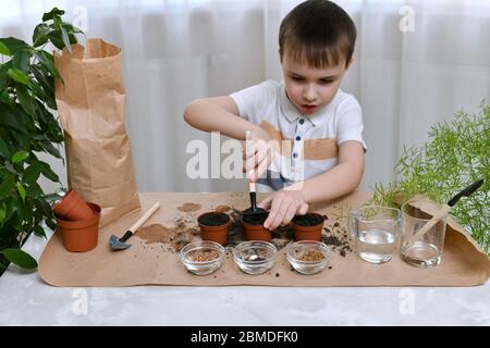 Un bambino è occupato piantando i semi in pentole. Un ragazzo lavora rastrello tenendo pentola con terra. Foto Stock