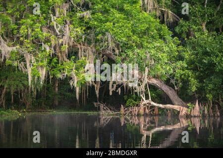 Il muschio spagnolo è appeso da cipressi lungo la riva del selvaggio e panoramico fiume Withlacoochee a Dunnellon, Florida. Foto Stock