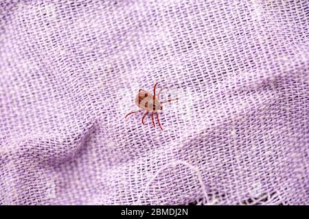 Un vero parassita che succhia il sangue da acari si trova su un campo bianco in una calda giornata estiva, caccia in previsione della vittima Foto Stock