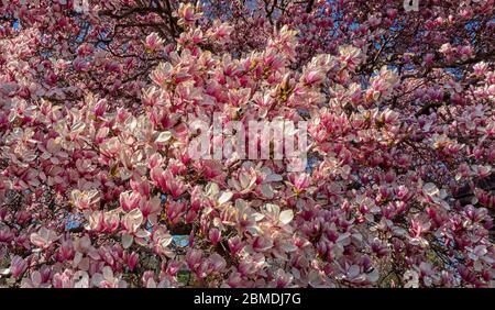 Magnolia Blossoms nel cimitero di Green-Wood Foto Stock