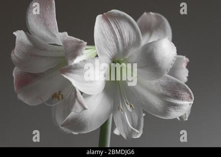 Amaryllis di Bloom completo Foto Stock