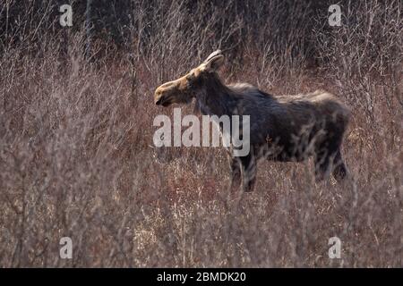 Alci di mucca incinta nel prato del Parco Algonquin Foto Stock