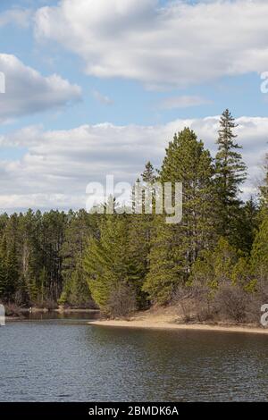 Foresta Evergreen sulla riva di un piccolo lago nel nord dell'Ontario con il bel cielo blu nuvolato in primavera Foto Stock