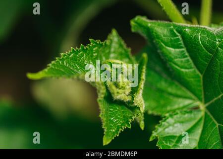 giovani cespugli di cetrioli senza feto in serra. Il concetto di isolamento e di allevamento di sussistenza. Macro di messa a fuoco selettiva con DOF poco profondo Foto Stock