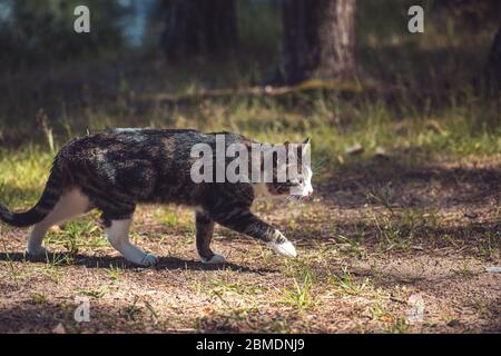 sly e curioso gatto passeggiate attraverso la foresta estiva Foto Stock