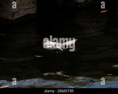 Una coda di vagone nera, una sottospecie di coda bianca trovata nell'estremo Oriente, vola sul fiume Sakai a Yokohama, Giappone. Foto Stock