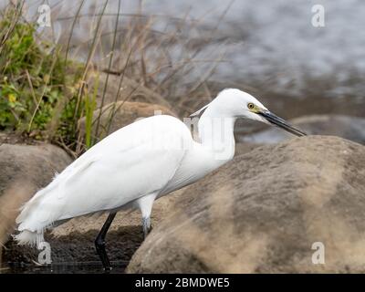 Una piccola egretta bianca, Egretta garzetta, si erge lungo il bordo di un piccolo bacino idrico nella parte occidentale di Yokohama, Giappone. Foto Stock