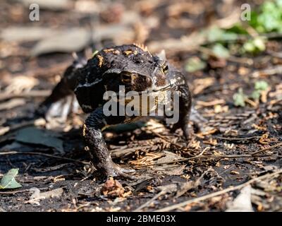 Un comune giapponese, Bufo japonicus, cammina attraverso un denso pavimento forestale a Yokohama, Giappone. Foto Stock