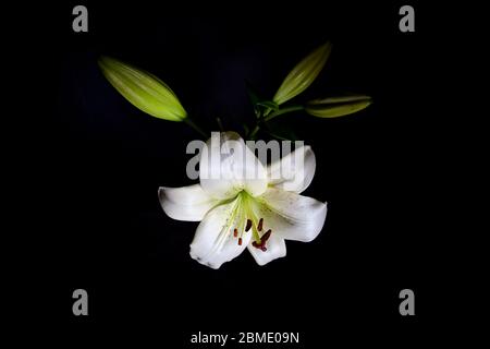 Bella giglio bianco isolato su sfondo nero Foto Stock