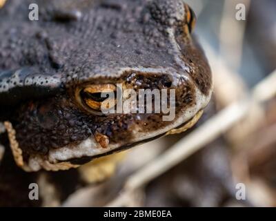 Un primo piano di un comune giapponese, Bufo japonicus, attraversa un denso bosco a Yokohama, Giappone. Foto Stock