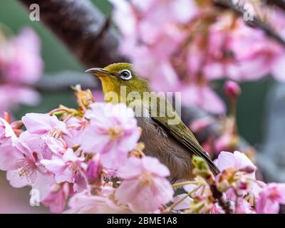 Un bianco-occhio giapponese, chiamato anche un bianco-occhio Warbling o bianco-occhio di montagna, Zosterops japonicus, si annoverano tra i fiori di susina della primavera iniziale Foto Stock