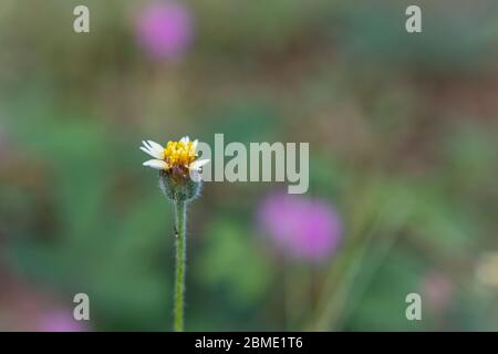 Un bianco wild daisy fiori di erba sotto la luce del sole estivo di messa a fuoco selettiva di erba verde campo con autentica di sfocatura dello sfondo all'aperto Foto Stock