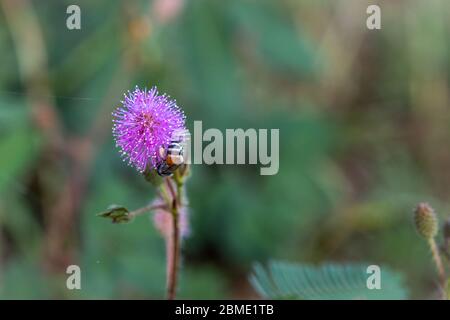 Il primo piano di delicati fiori piante, Mimosa Pudica con piccola ape su blur sullo sfondo Foto Stock