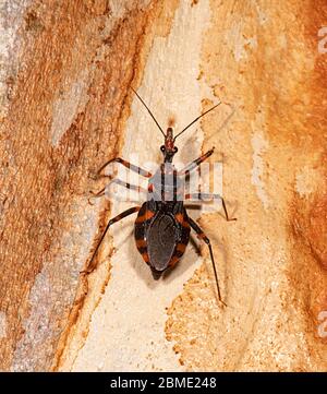 Primo piano di un Assassin Bug (Havinthus sp.) su corteccia, Northern Territory, NT, Australia Foto Stock