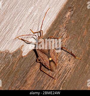 Primo piano di un Bug Shield (Poecilometis darwini) su corteccia, territorio del Nord, NT, Australia Foto Stock