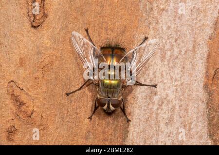 Una mosca su corteccia, territorio del Nord, NT, Australia Foto Stock