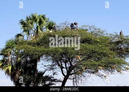 Marabou Storks in cima a un albero di Acacia Foto Stock