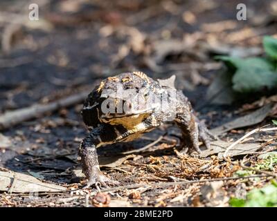 Un comune giapponese, Bufo japonicus, cammina attraverso un denso pavimento forestale a Yokohama, Giappone. Foto Stock